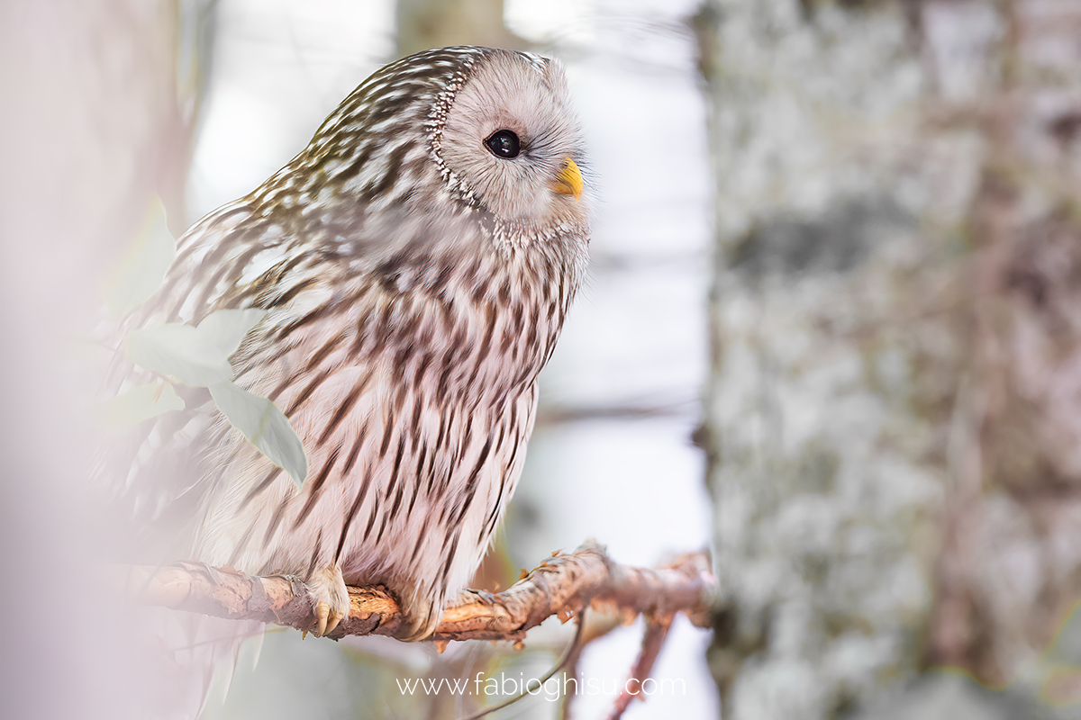 The Ural owl