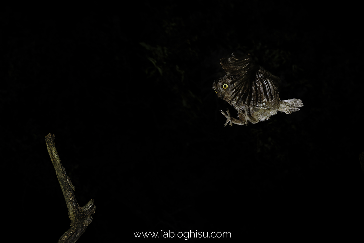 Birdwatching in Sardegna