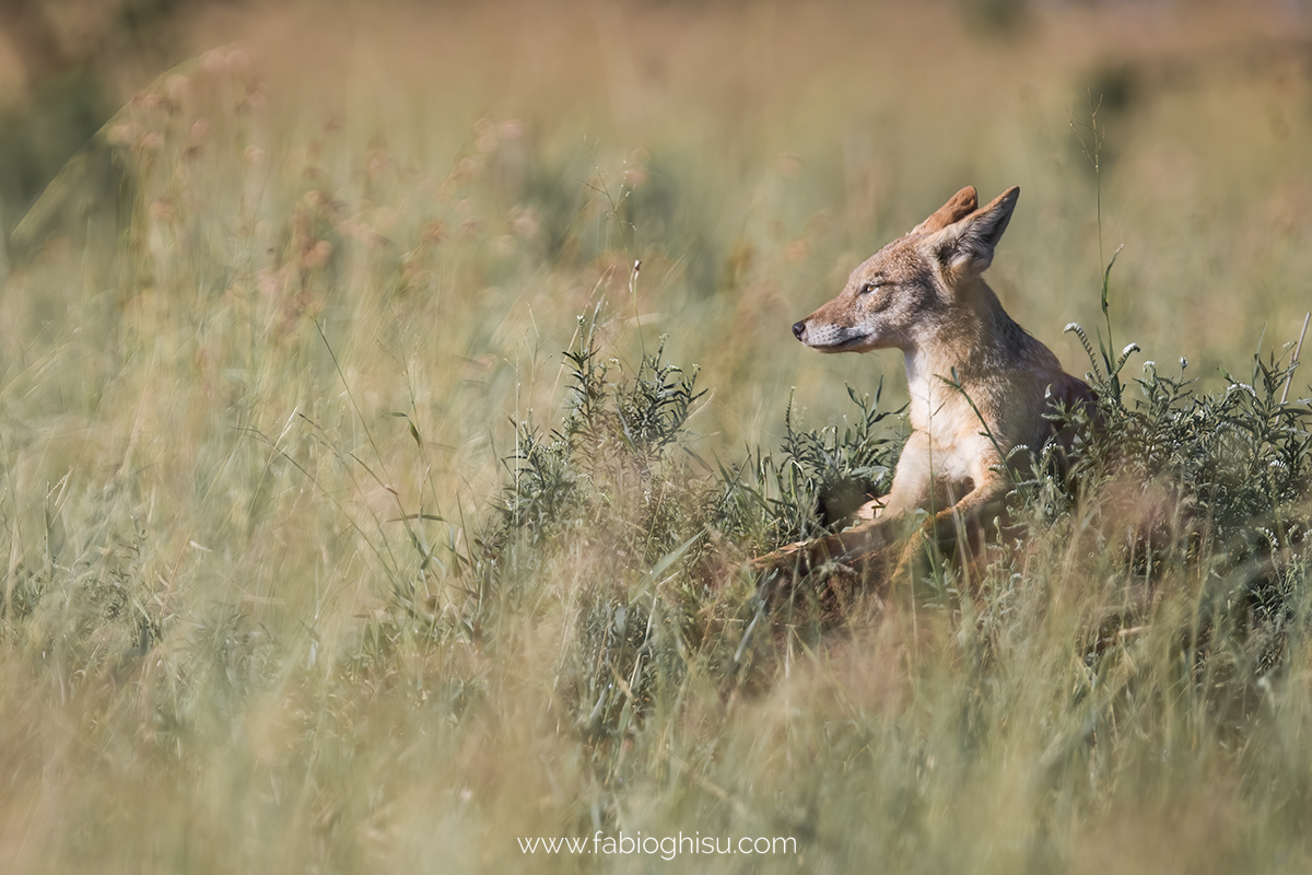 Black-backed jackal