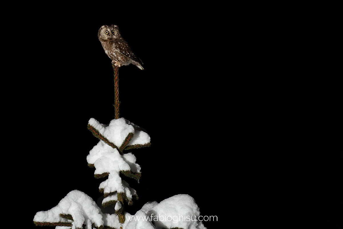 The boreal owl