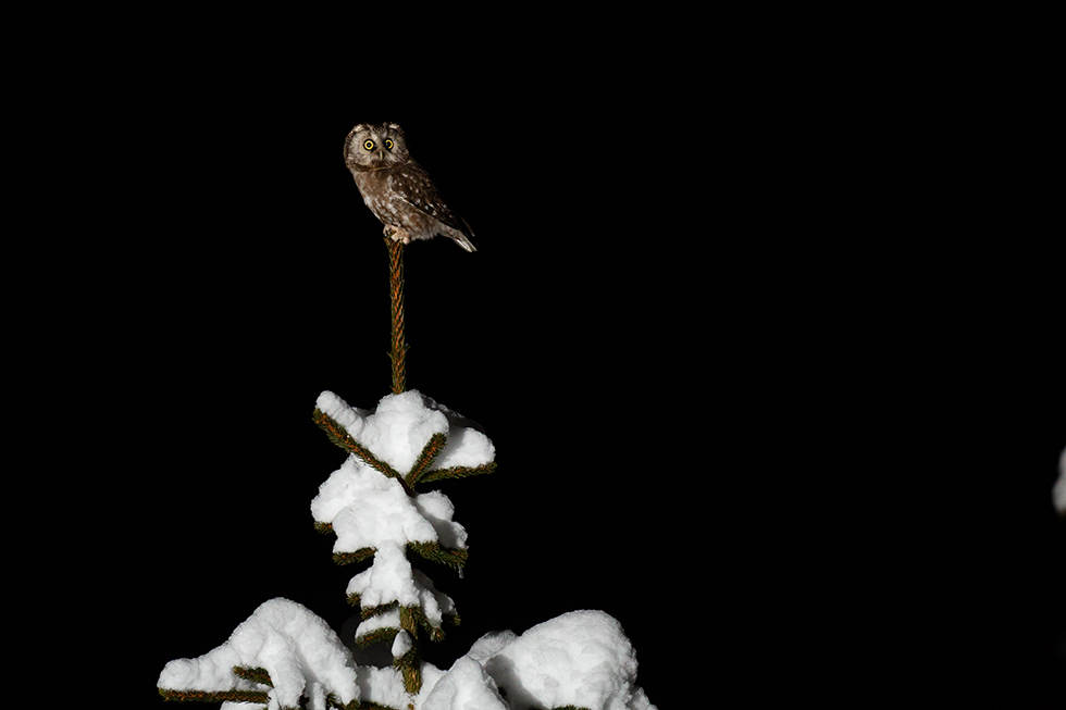 📷  Fotografare animali: workshop di fotografia naturalistica