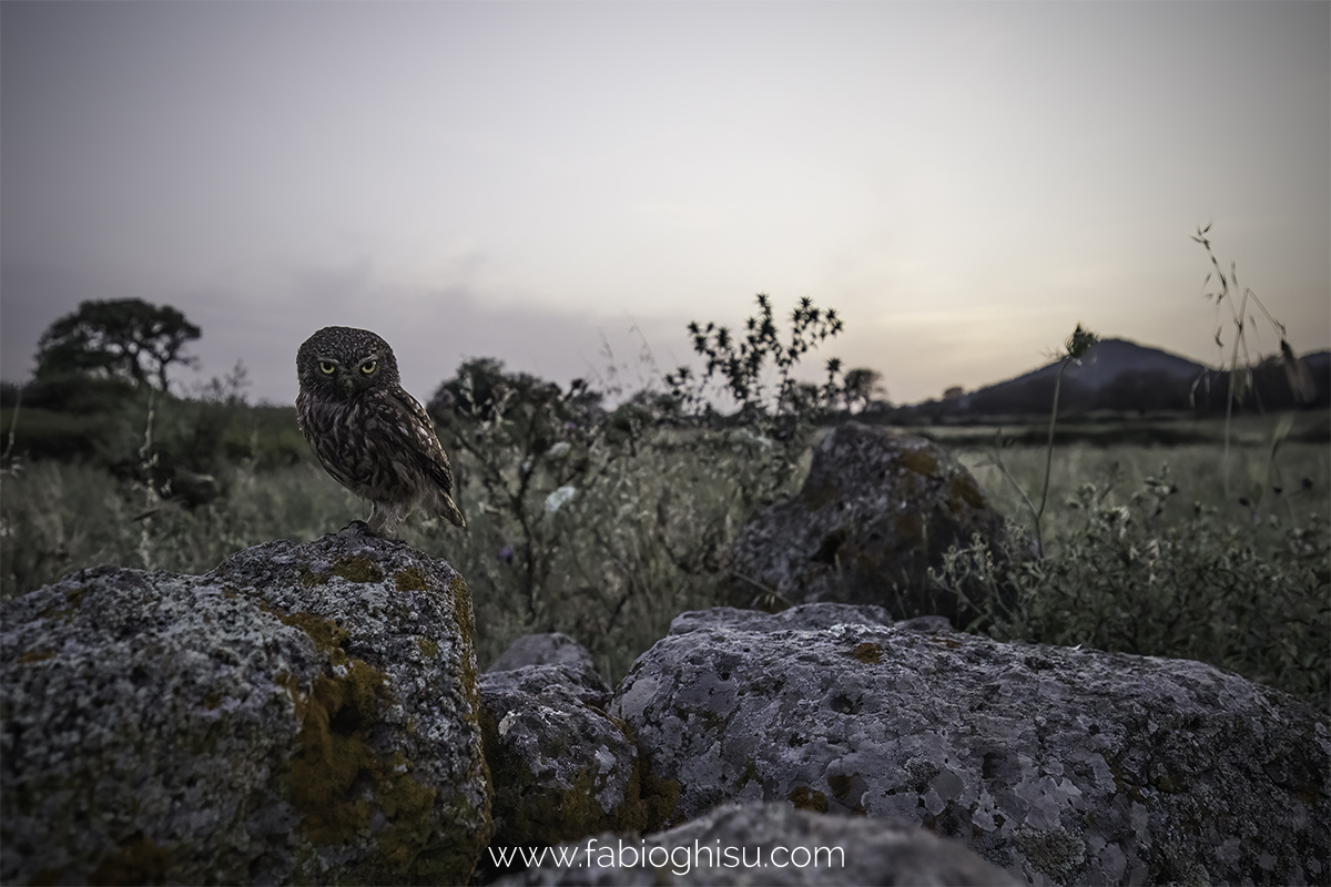 Little owl