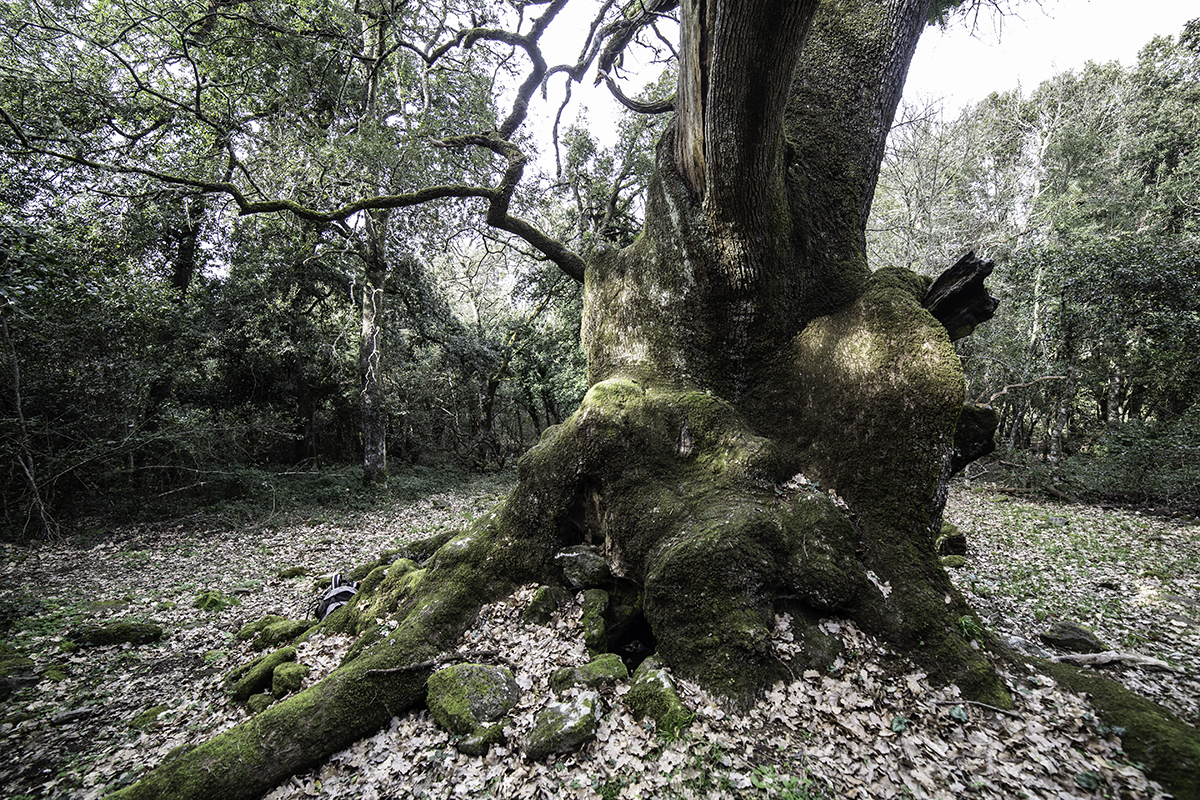 Foresta Burgos and the trail of the big trees