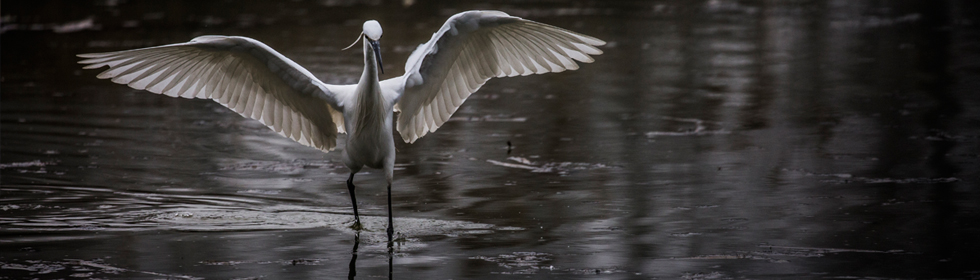 Curso de fotografia de naturaleza: Animales