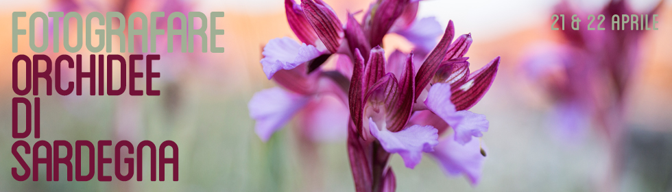 Orquídeas de Cerdeña: dos días de fotografía macro