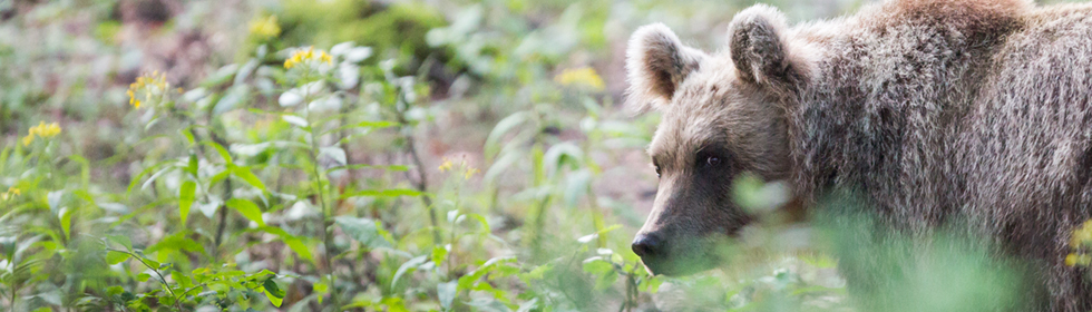 Fragments of Biodiversity: photo exhibition and concert