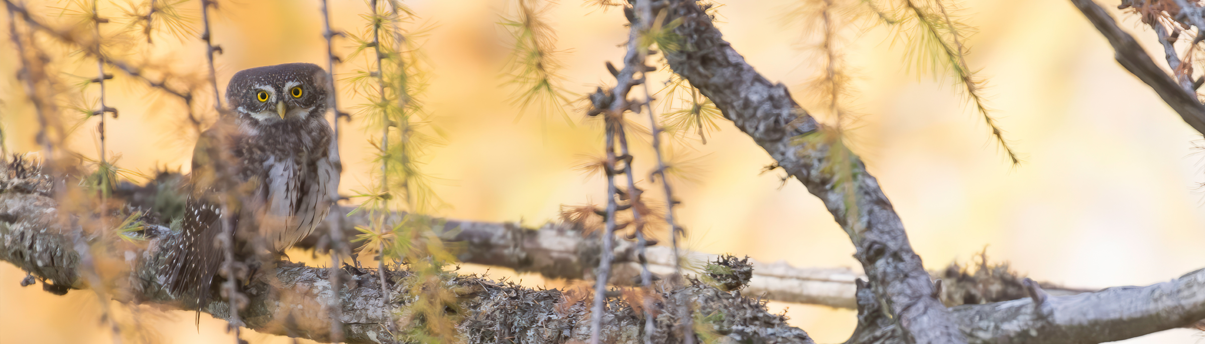 Exposición: Fragmentos de la biodiversidad alpina