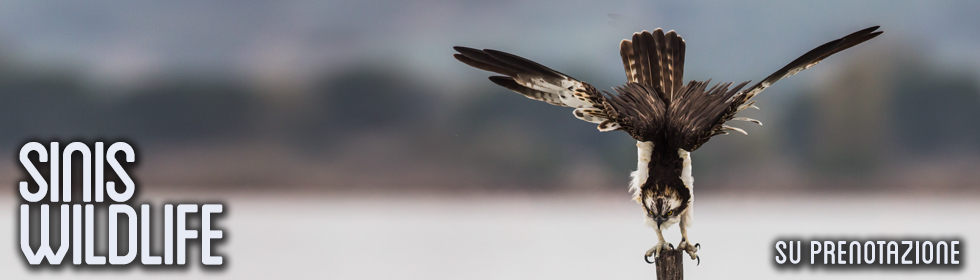 Sinis: Birdwatching e fotografia naturalistica