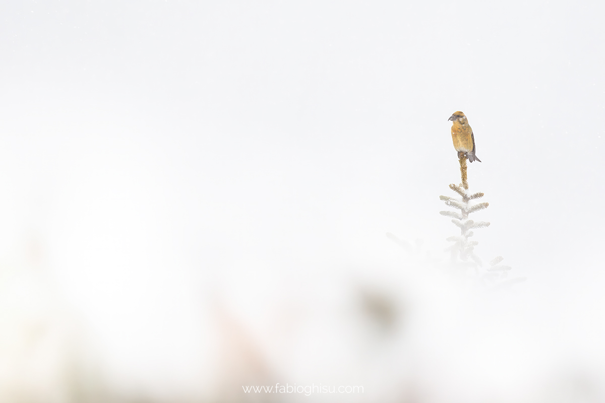 Red crossbill