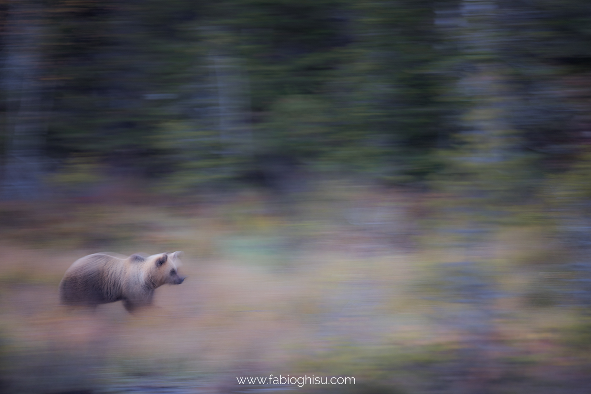 📷 Viaggio fotografico in Finlandia