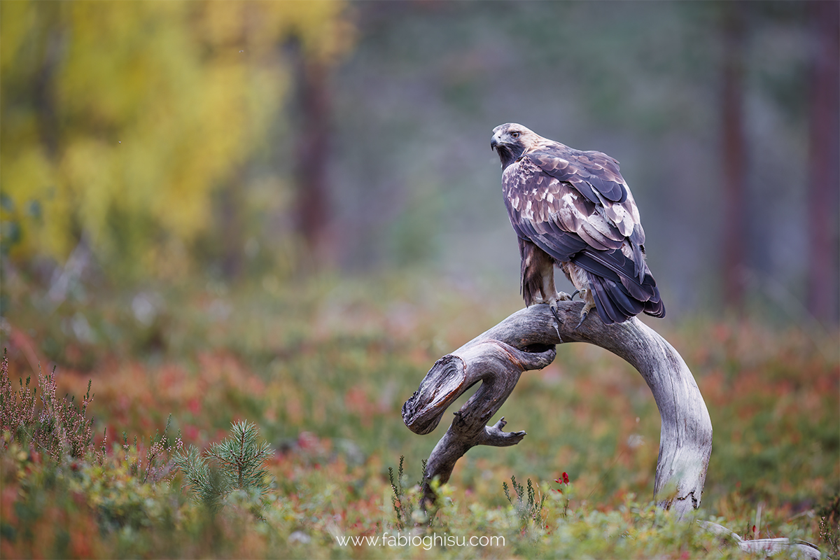 📷 Naturalistic journey in Finland