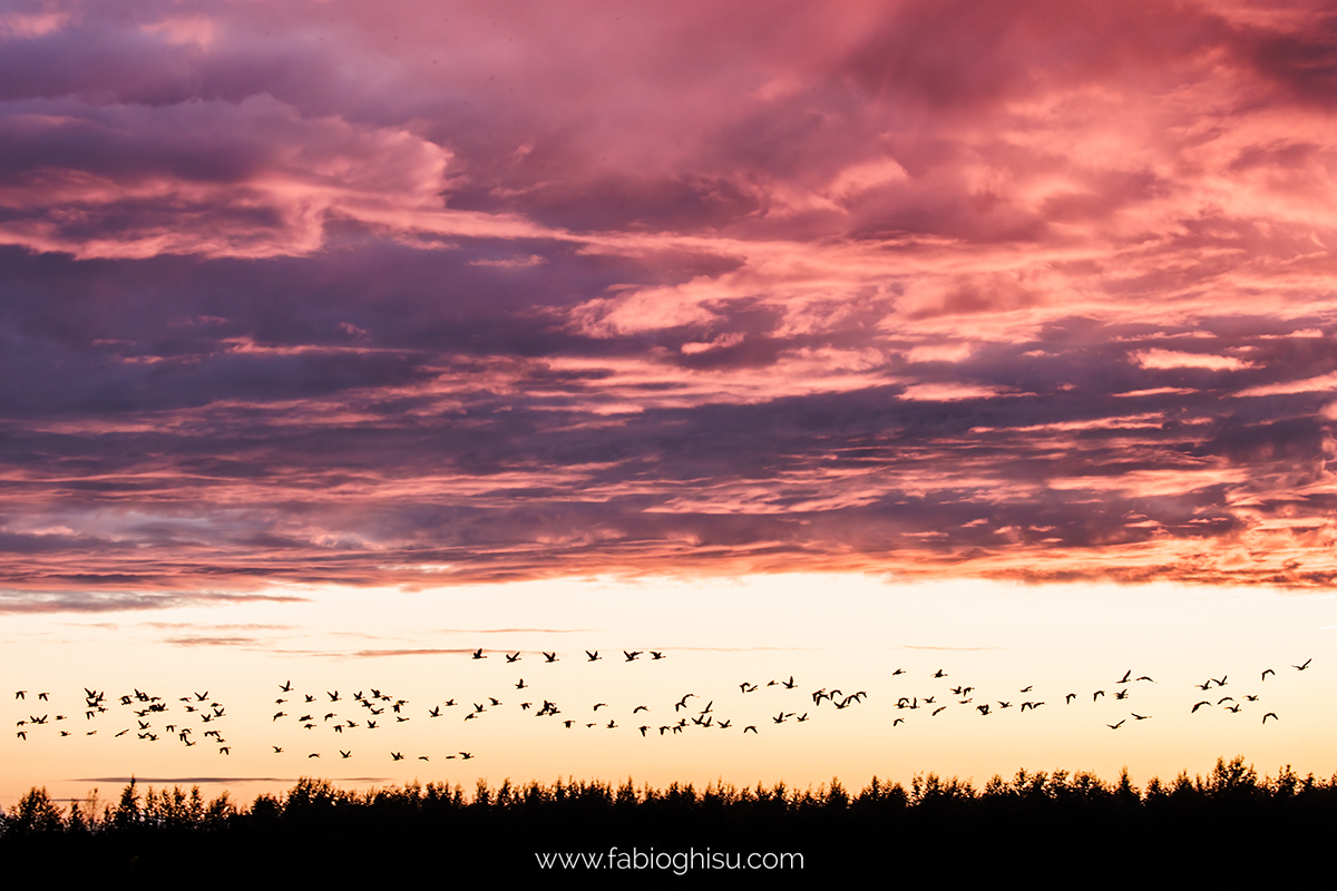 📷 Viaje naturalista en Finlandia