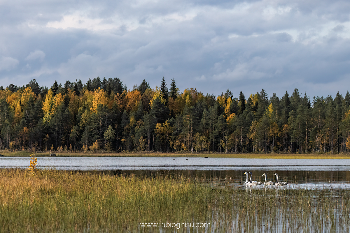 📷 Viaje naturalista en Finlandia