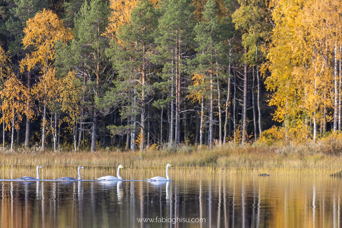 📷 Viaje naturalista en Finlandia