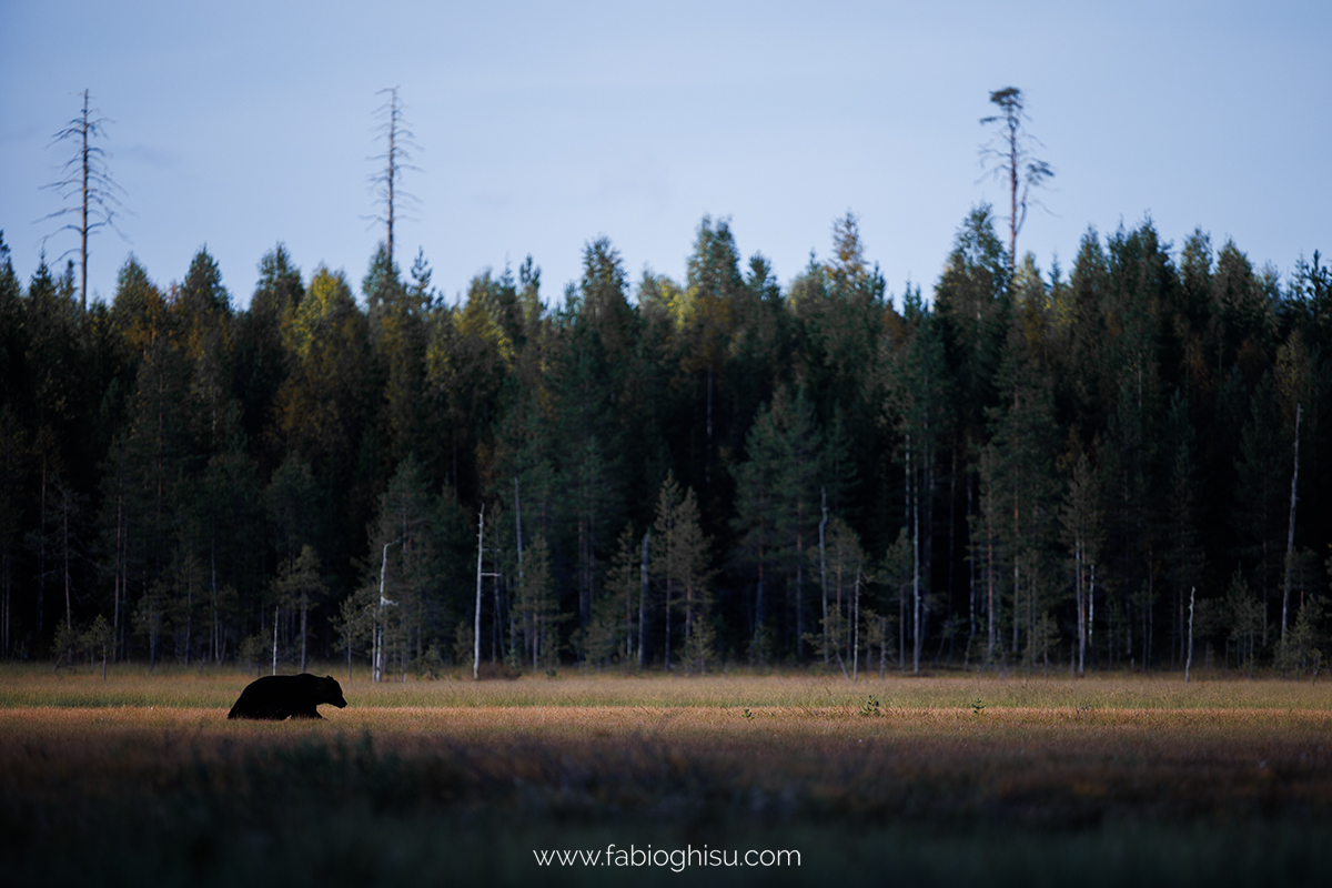 📷 Viaje naturalista en Finlandia