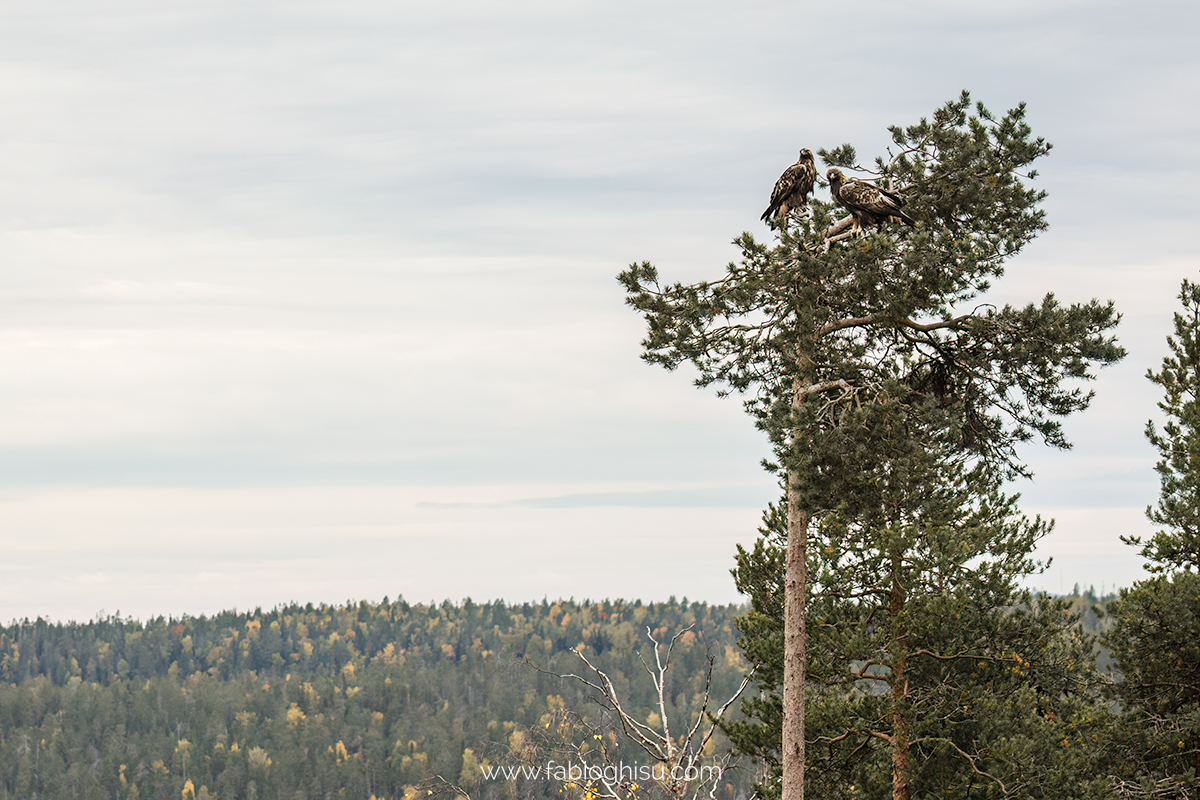 📷 Viaje naturalista en Finlandia