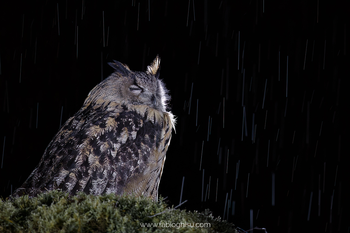 Eagle owl