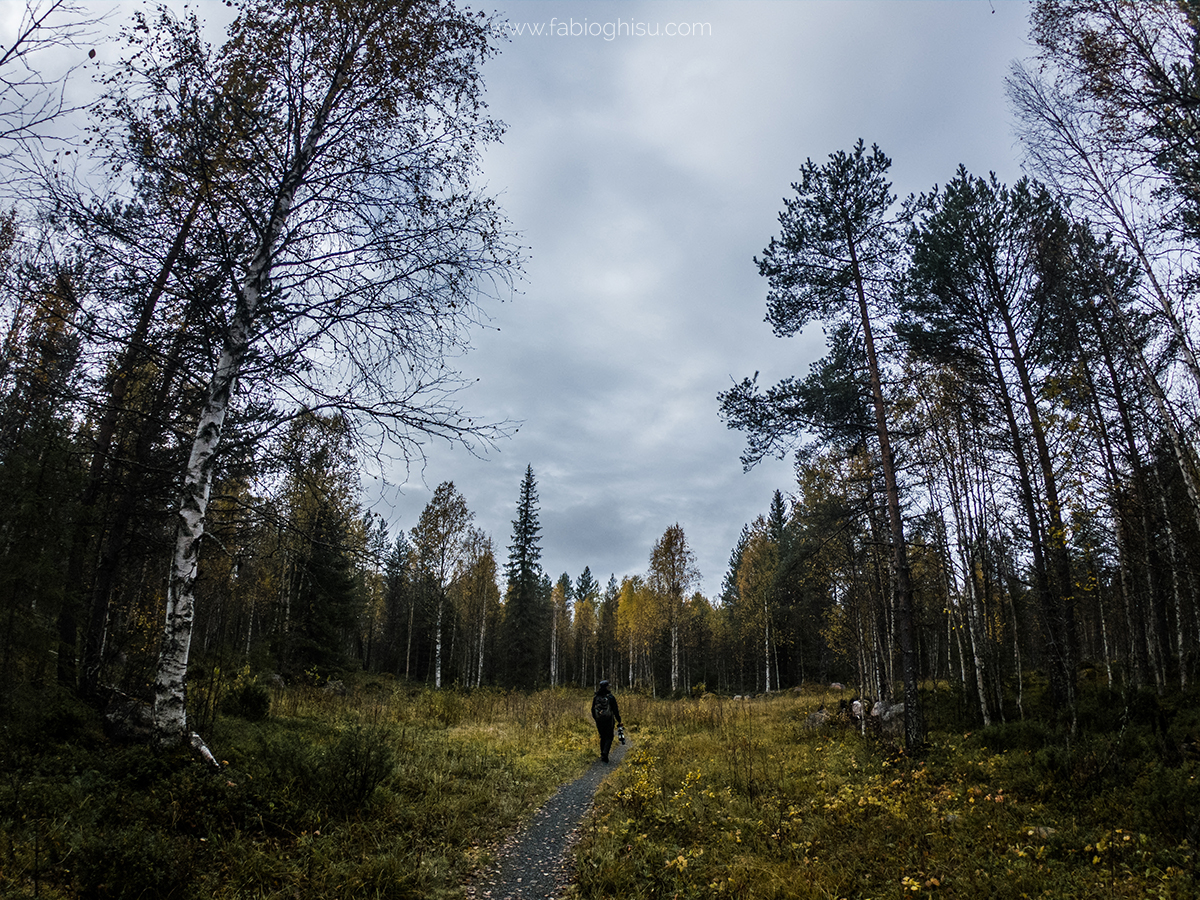 📷 Viaje naturalista en Finlandia