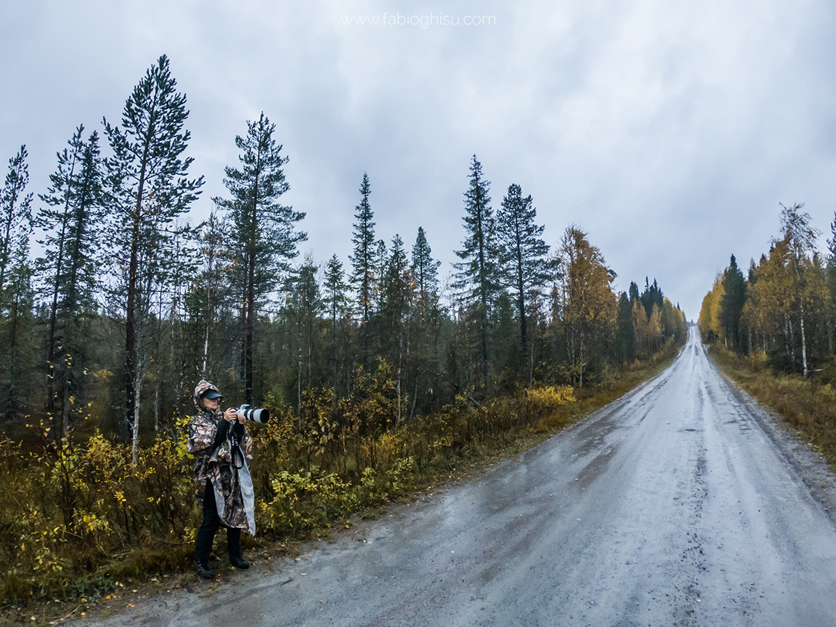 📷 Viaje naturalista en Finlandia