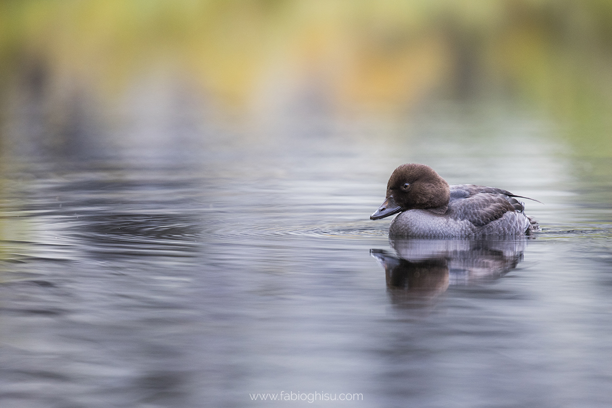 📷 Naturalistic journey in Finland