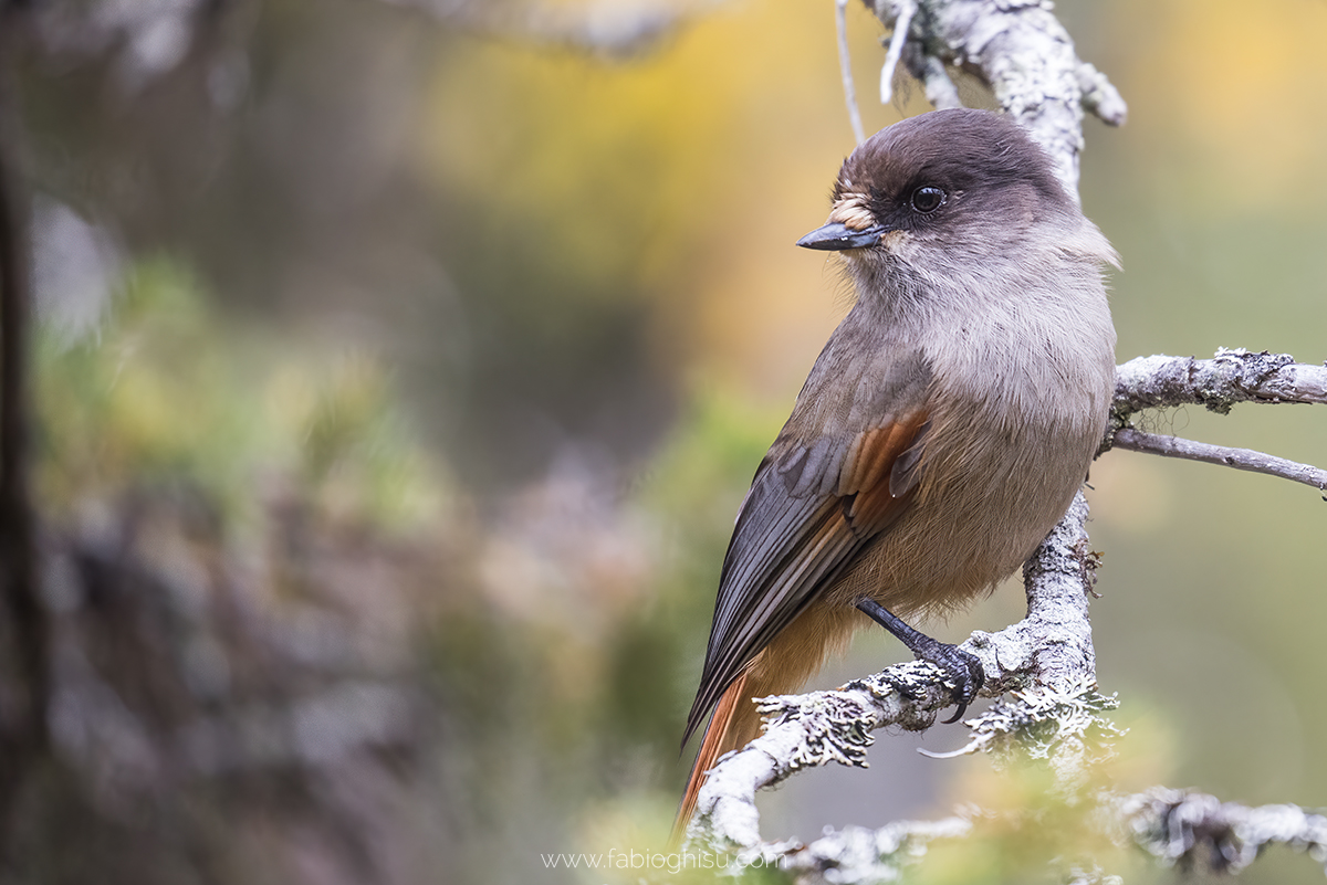 📷 Viaggio fotografico in Finlandia