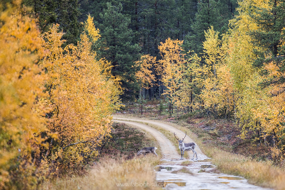 📷 Viaje naturalista en Finlandia