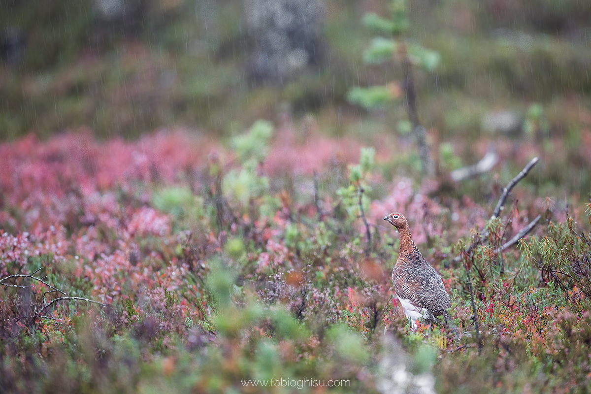 📷 Viaje naturalista en Finlandia