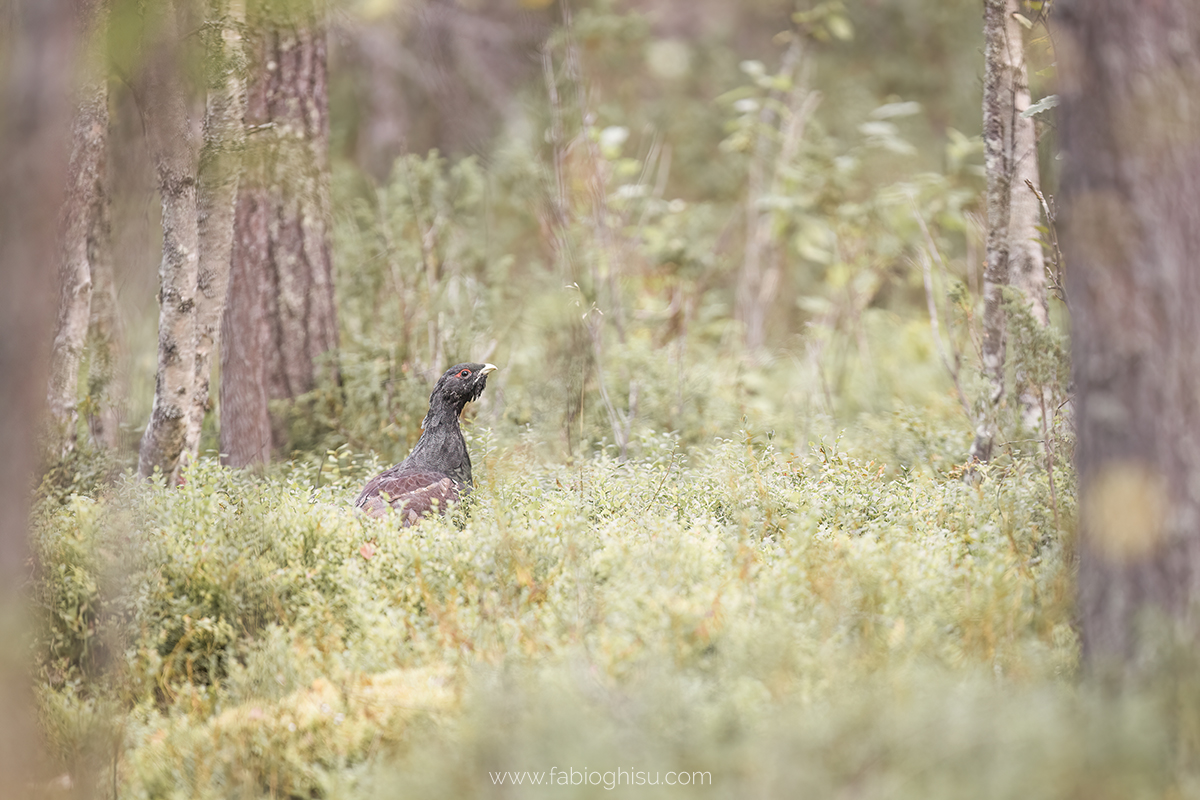 📷 Naturalistic journey in Finland