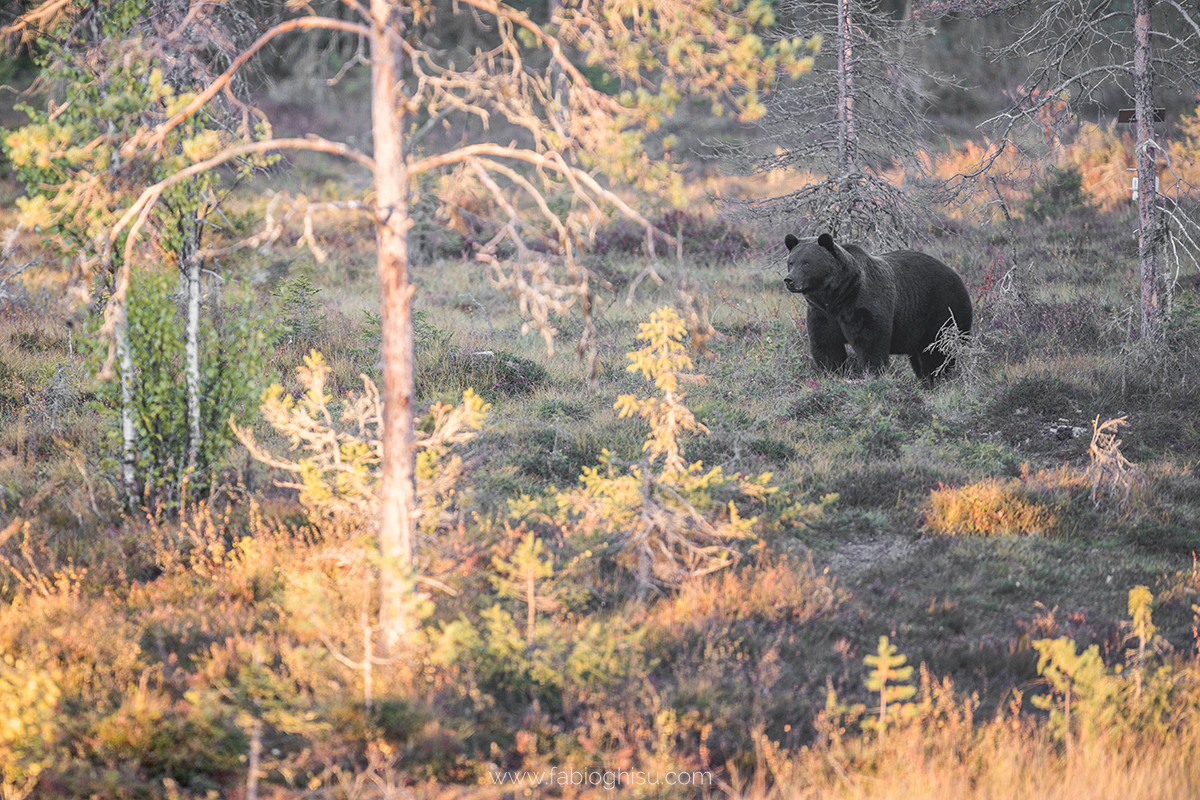 📷 Viaggio fotografico in Finlandia