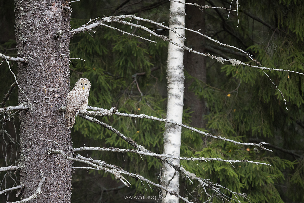 📷 Viaje naturalista en Finlandia