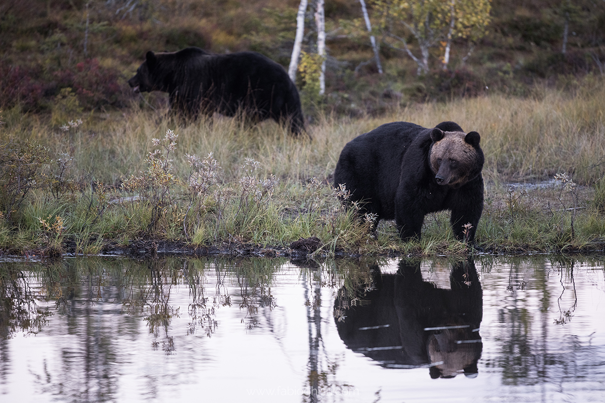 📷 Naturalistic journey in Finland