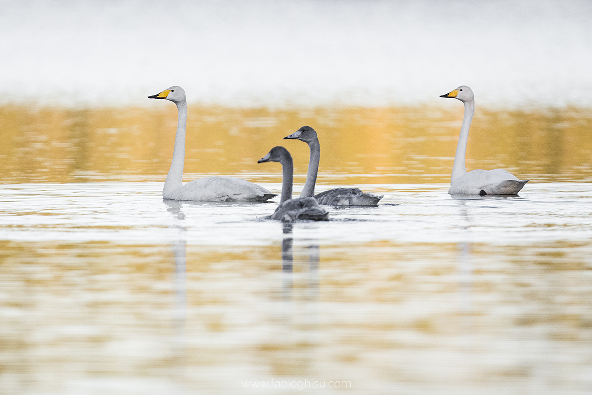 📷 Naturalistic journey in Finland