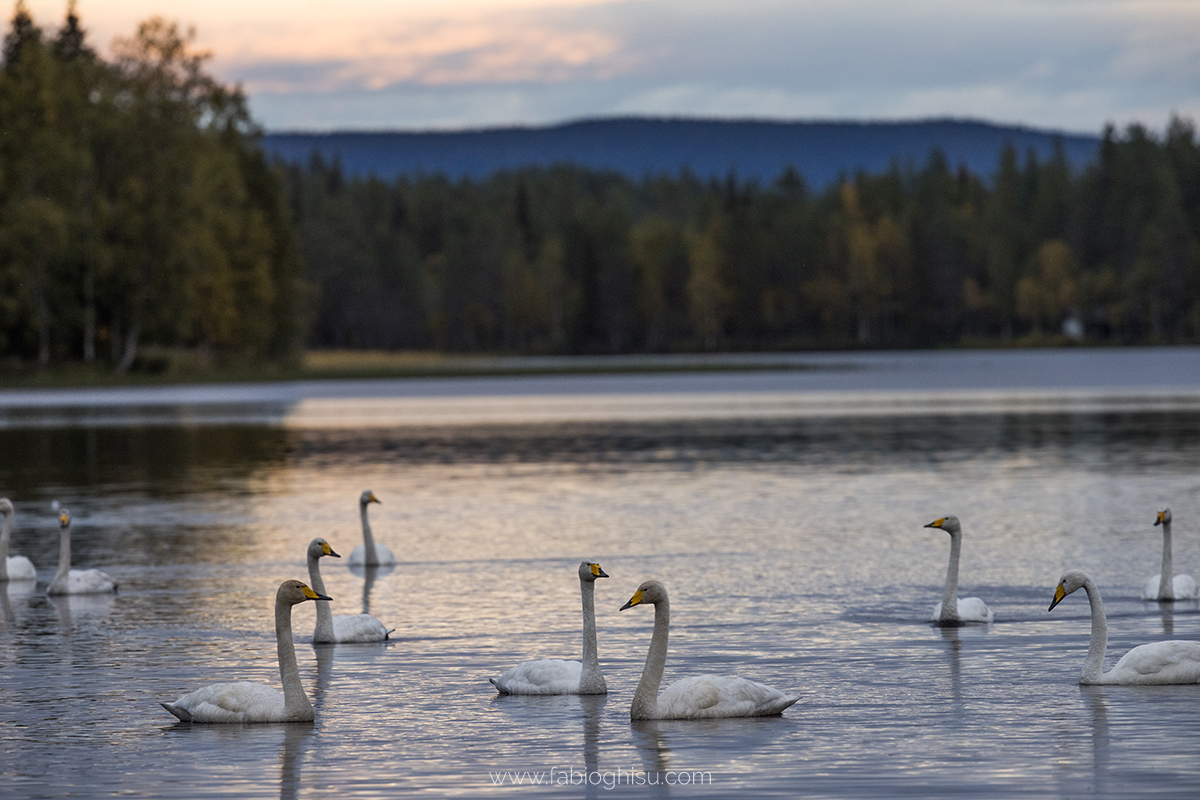 📷 Viaje naturalista en Finlandia