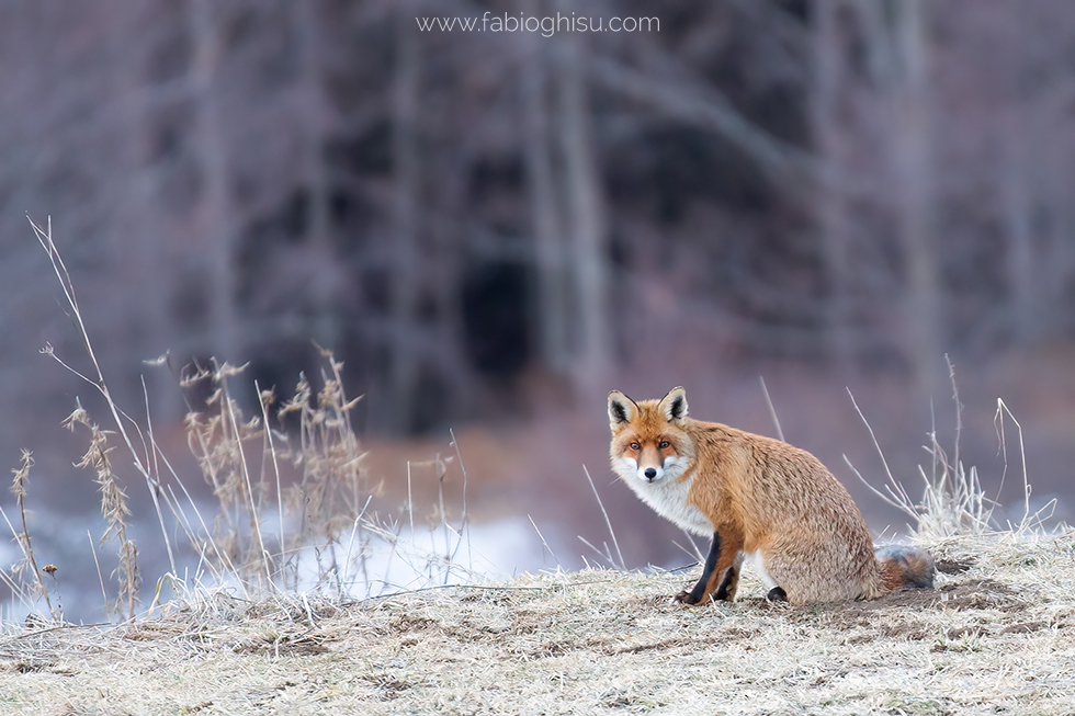 📷 Fotografiar animales: curso básico de fotografía