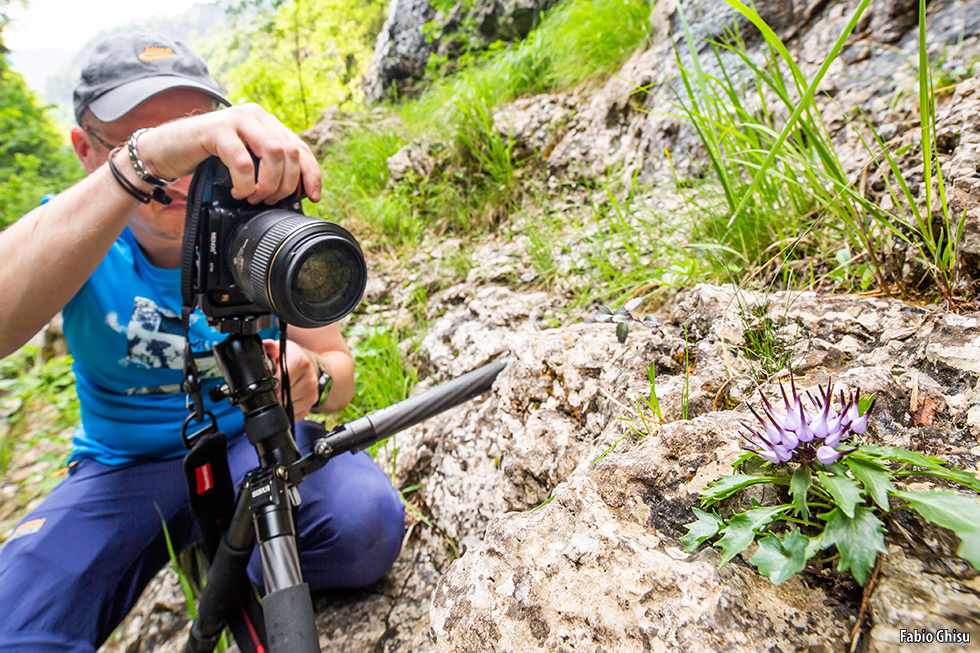 📷 Flores de los Alpes: workshop de fotografía macro