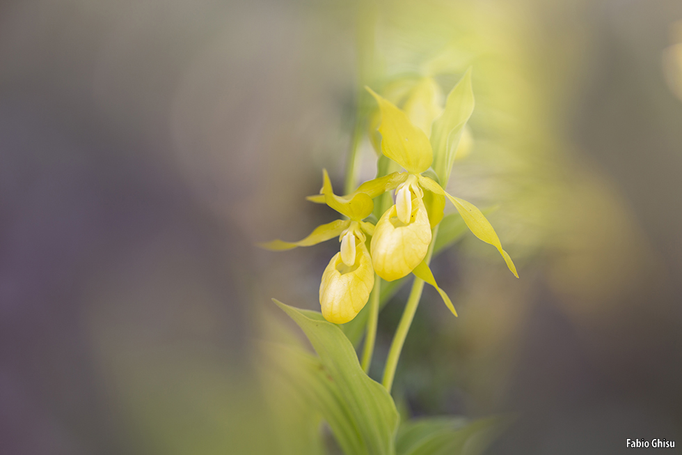 📷 Viaje fotografico en Cerdeña entre macro i paisaje