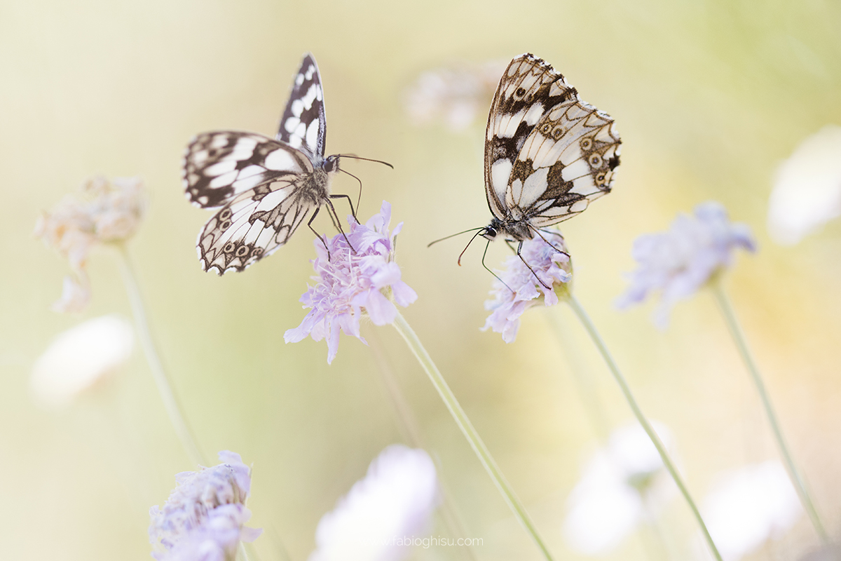 Marbled white