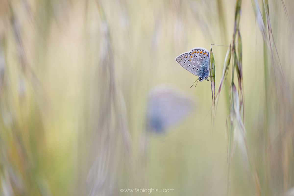 Common blue