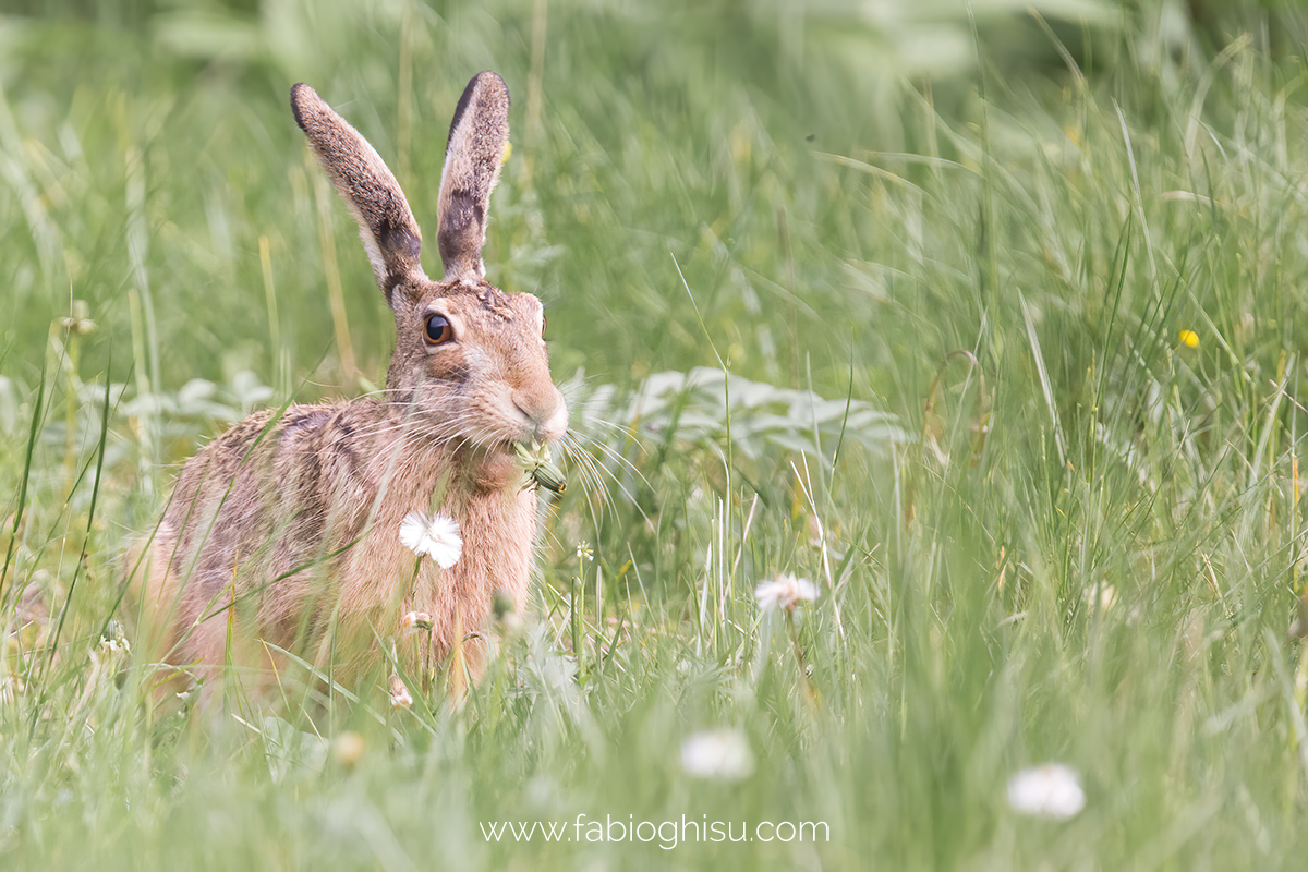 The hare