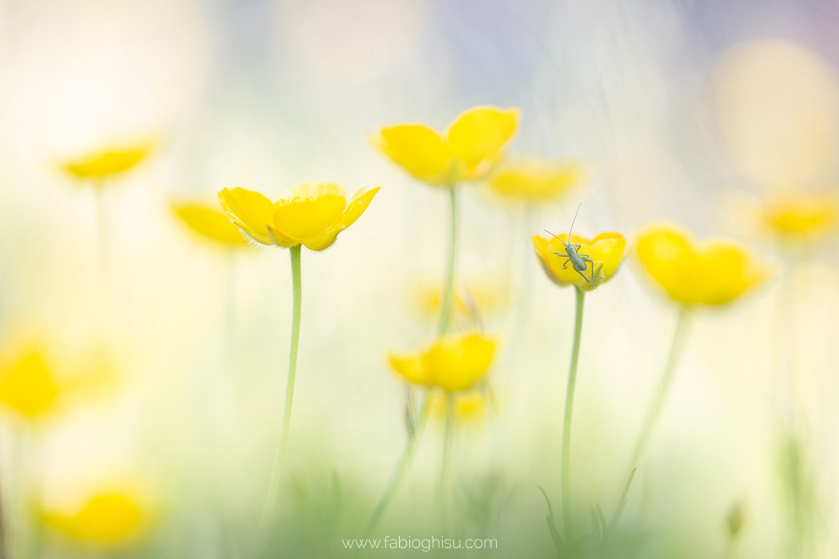 📷 Workshop fotografico in Sardegna su macro e paesaggio