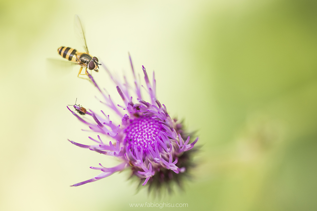 📷 Viaje fotografico en Cerdeña entre macro i paisaje