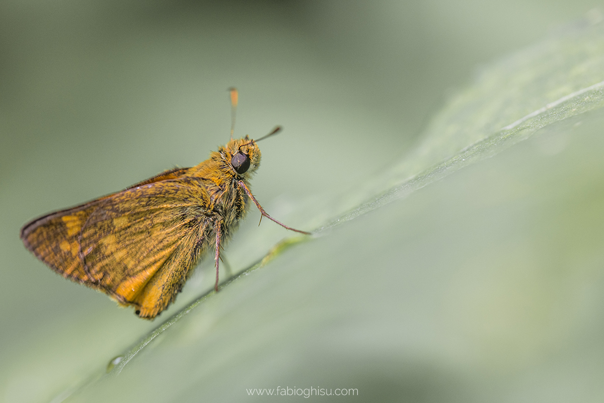 📷 Viaje fotografico en Cerdeña entre macro i paisaje