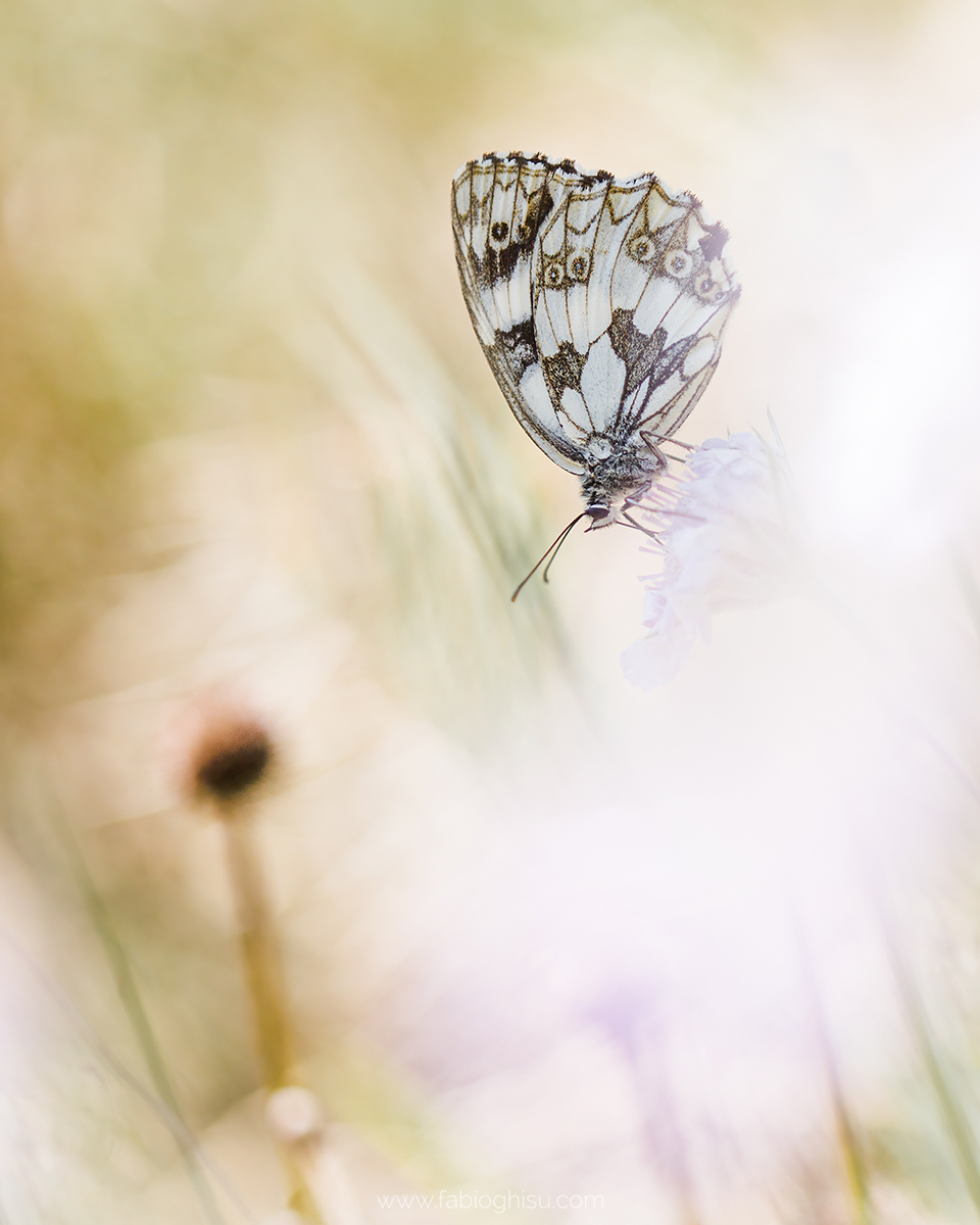 📷 Viaje fotografico en Cerdeña entre macro i paisaje