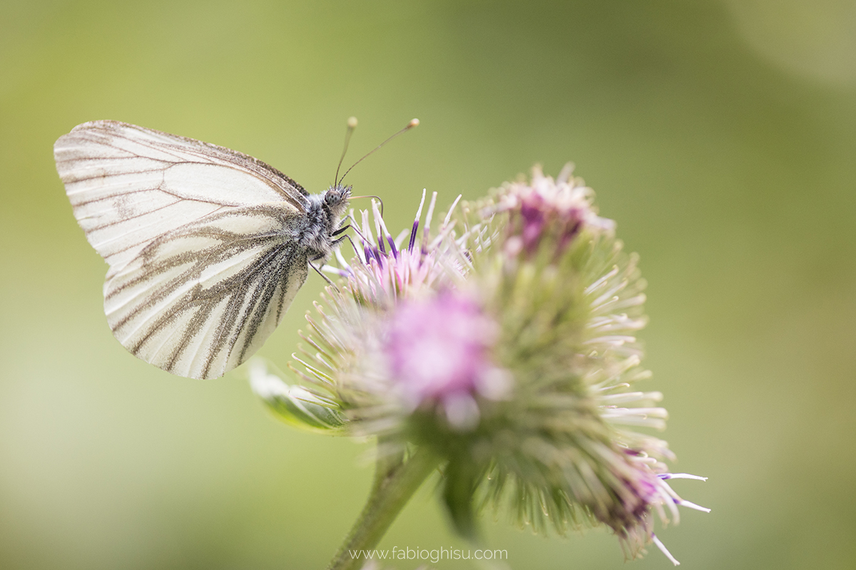 📷 Viaje fotografico en Cerdeña entre macro i paisaje