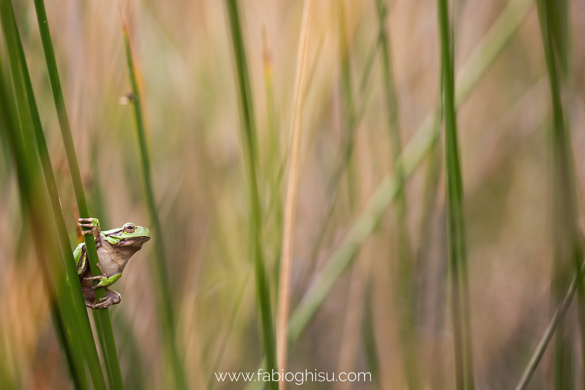 📷 Viaje fotografico en Cerdeña entre macro i paisaje