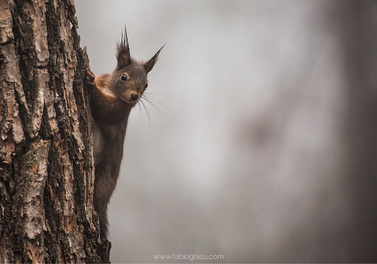 Photo exhibition: Fragments of Alpine biodiversity