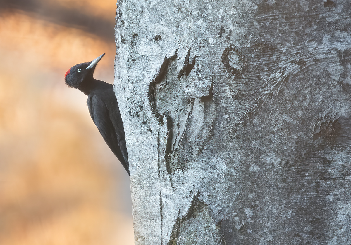 Photo exhibition: Fragments of Alpine biodiversity