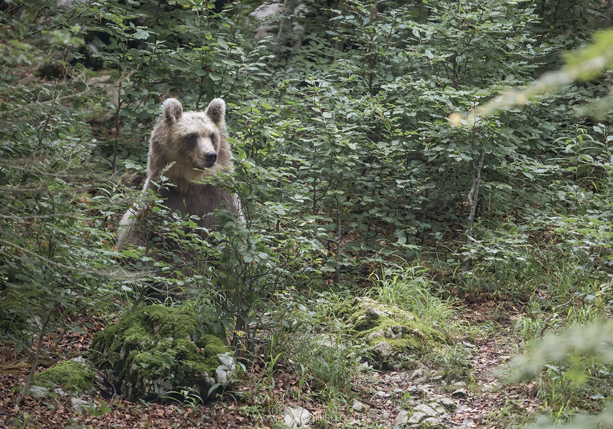 Photo exhibition: Fragments of Alpine biodiversity