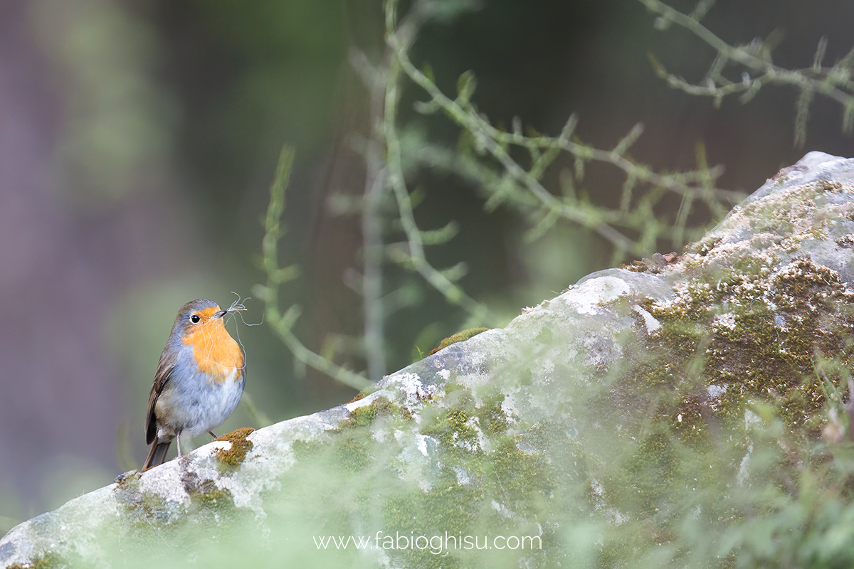 The European robin 