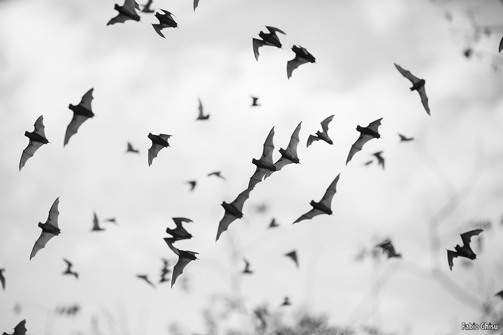 La cueva de los murciélagos en Calakmul